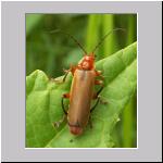 Cantharis livida - Weichkkaefer 03.jpg